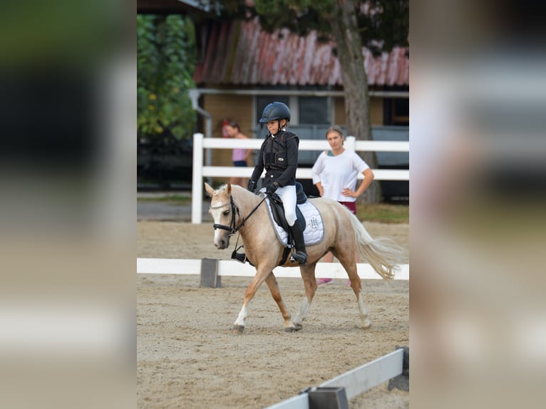 More ponies/small horses Mare 9 years 11 hh Palomino in Czech Republic