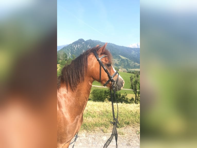 More ponies/small horses Mare 9 years 12,1 hh Chestnut-Red in St. Johann im Pongau