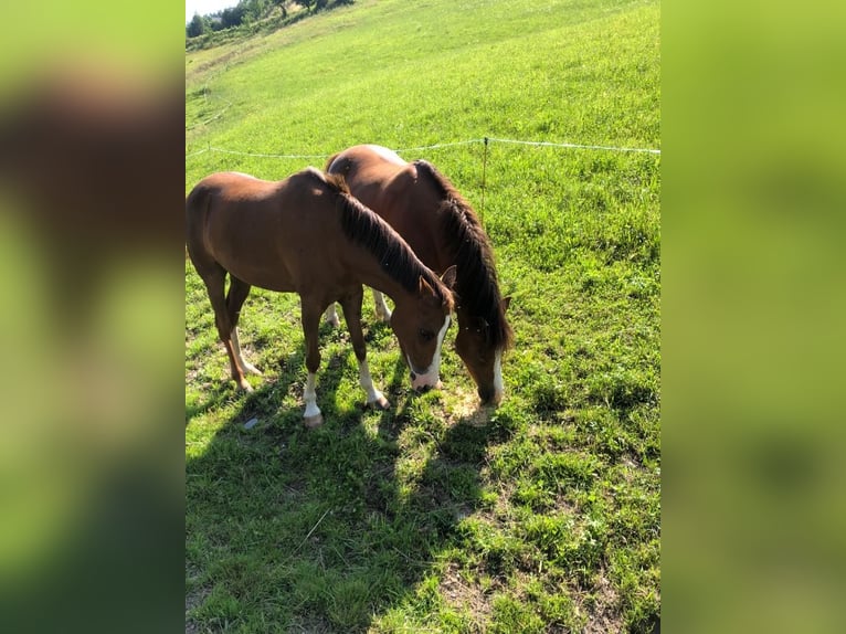 More ponies/small horses Mare 9 years 12,1 hh Chestnut-Red in St. Johann im Pongau