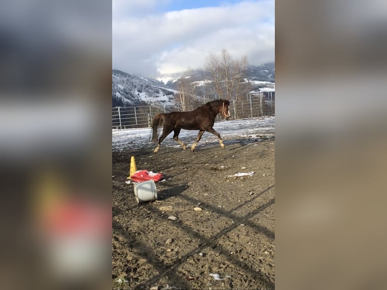 More ponies/small horses Mare 9 years 12,1 hh Chestnut-Red in St. Johann im Pongau