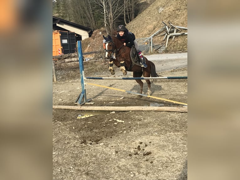 More ponies/small horses Mare 9 years 12,1 hh Chestnut-Red in St. Johann im Pongau