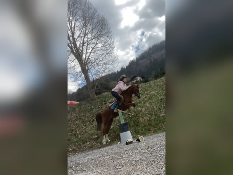 More ponies/small horses Mare 9 years 12,1 hh Chestnut-Red in St. Johann im Pongau