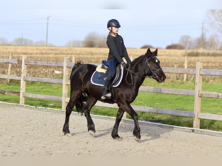 More ponies/small horses Mare 9 years 13,2 hh Black in Bogaarden