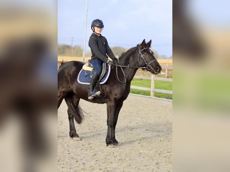 More ponies/small horses Mare 9 years 13,2 hh Black in Bogaarden