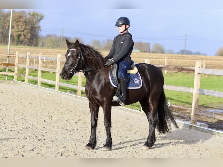 More ponies/small horses Mare 9 years 13,2 hh Black in Bogaarden