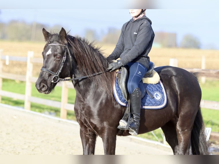 More ponies/small horses Mare 9 years 13,2 hh Black in Bogaarden