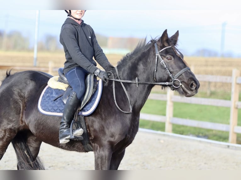 More ponies/small horses Mare 9 years 13,2 hh Black in Bogaarden