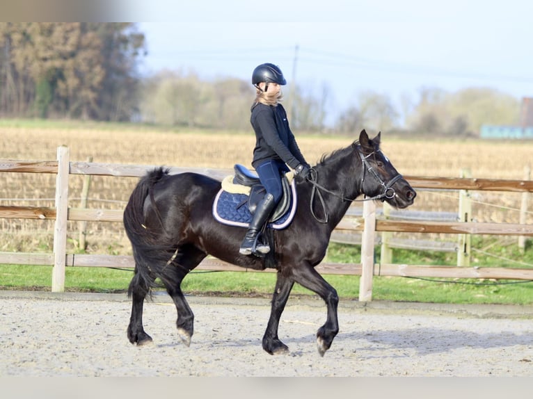 More ponies/small horses Mare 9 years 13,2 hh Black in Bogaarden