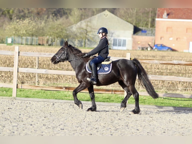 More ponies/small horses Mare 9 years 13,2 hh Black in Bogaarden