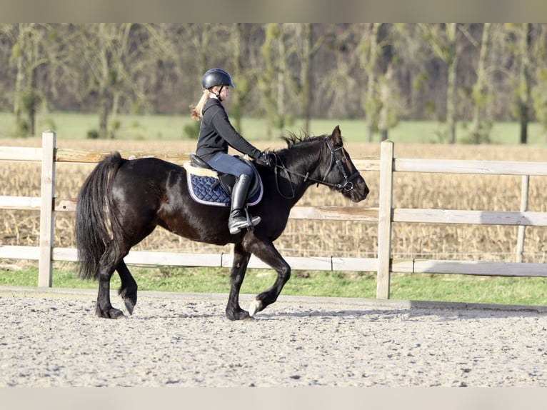 More ponies/small horses Mare 9 years 13,2 hh Black in Bogaarden