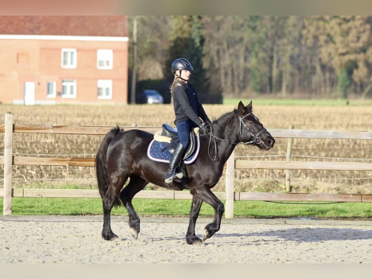 More ponies/small horses Mare 9 years 13,2 hh Black in Bogaarden