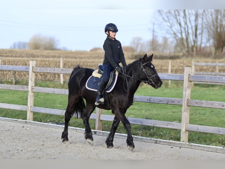 More ponies/small horses Mare 9 years 13,2 hh Black in Bogaarden