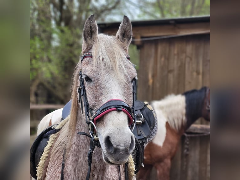 More ponies/small horses Mix Mare 9 years 13,2 hh Gray-Fleabitten in Timmendorfer Strand