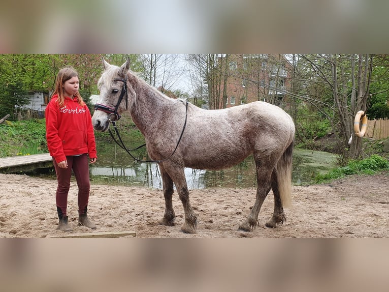 More ponies/small horses Mix Mare 9 years 13,2 hh Gray-Fleabitten in Timmendorfer Strand