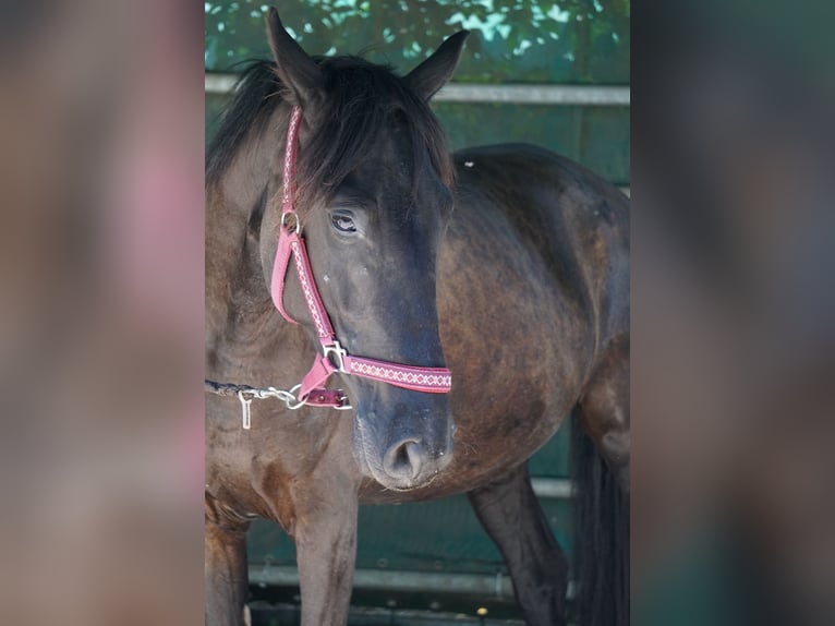 More ponies/small horses Mare 9 years 14,2 hh Black in München-Aubing