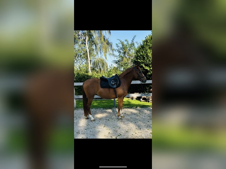 More ponies/small horses Mare 9 years 14,2 hh Chestnut-Red in Borod