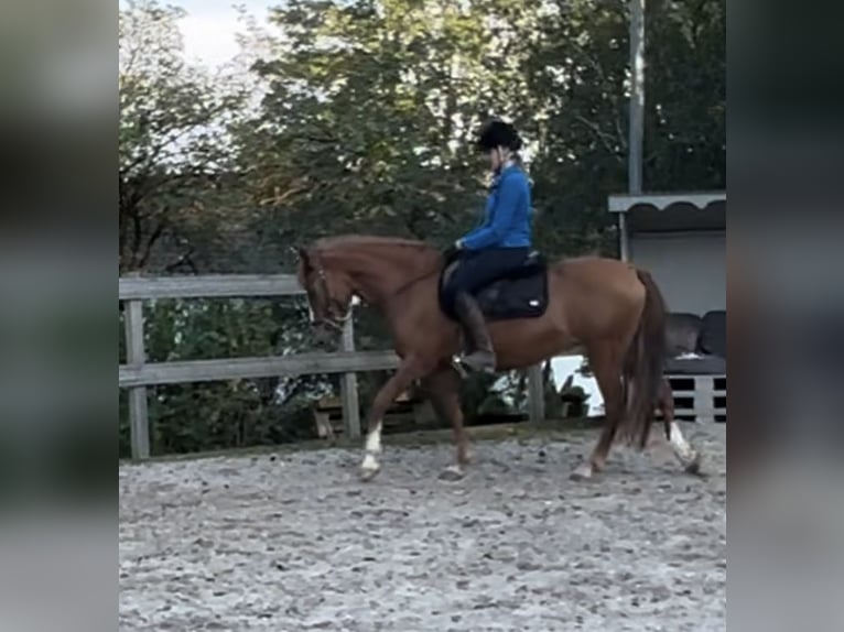 More ponies/small horses Mare 9 years 14,2 hh Chestnut-Red in Borod