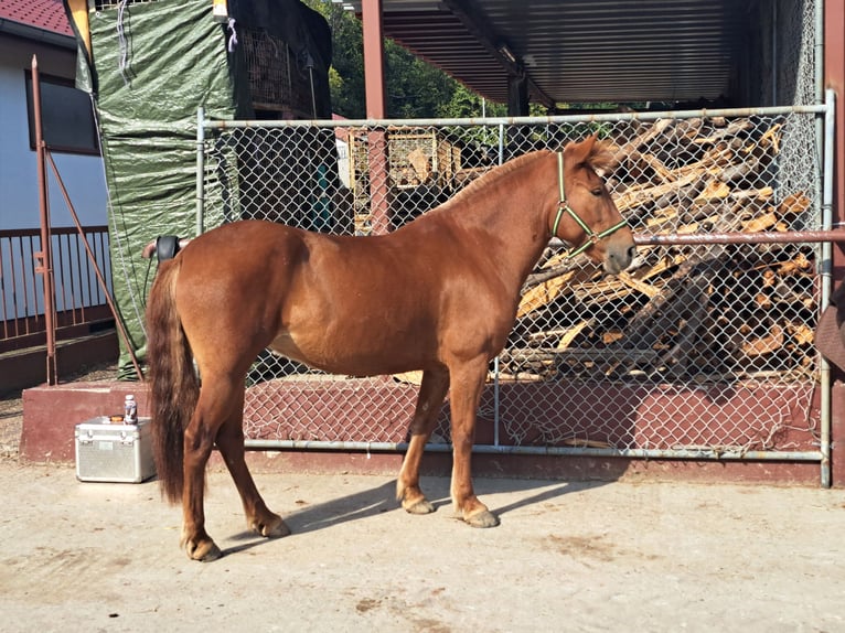 More ponies/small horses Mare 9 years 14,2 hh Chestnut-Red in Bad Bergzabern