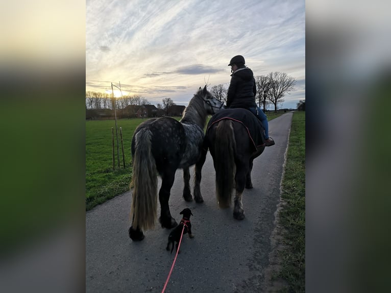 More ponies/small horses Mare 9 years 14,2 hh Gray-Dapple in Borken