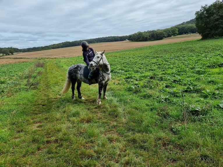 More ponies/small horses Mare 9 years 14,2 hh Gray-Dapple in Borken