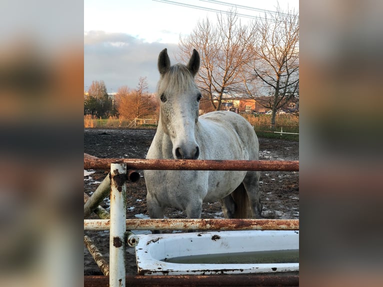 More ponies/small horses Mare 9 years 14,2 hh Gray-Fleabitten in Wateringen