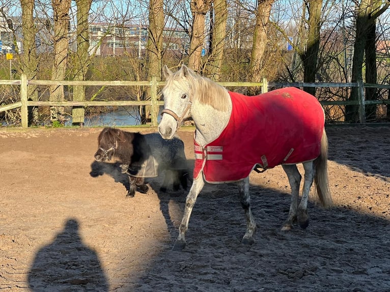 More ponies/small horses Mare 9 years 14,2 hh Gray-Fleabitten in Wateringen