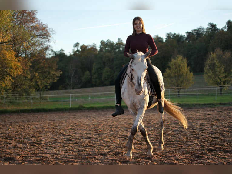 More ponies/small horses Mix Mare 9 years 14,2 hh Roan-Red in Zellingen