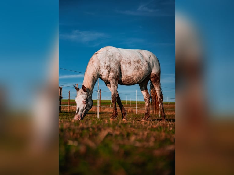 More ponies/small horses Mix Mare 9 years 14,2 hh Roan-Red in Zellingen