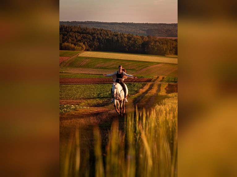 More ponies/small horses Mix Mare 9 years 14,2 hh Roan-Red in Zellingen