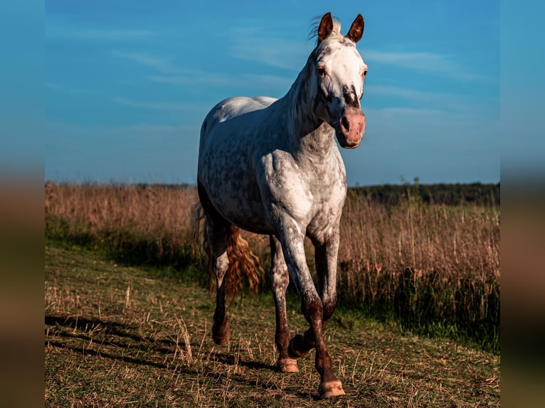 More ponies/small horses Mix Mare 9 years 14,2 hh Roan-Red in Zellingen