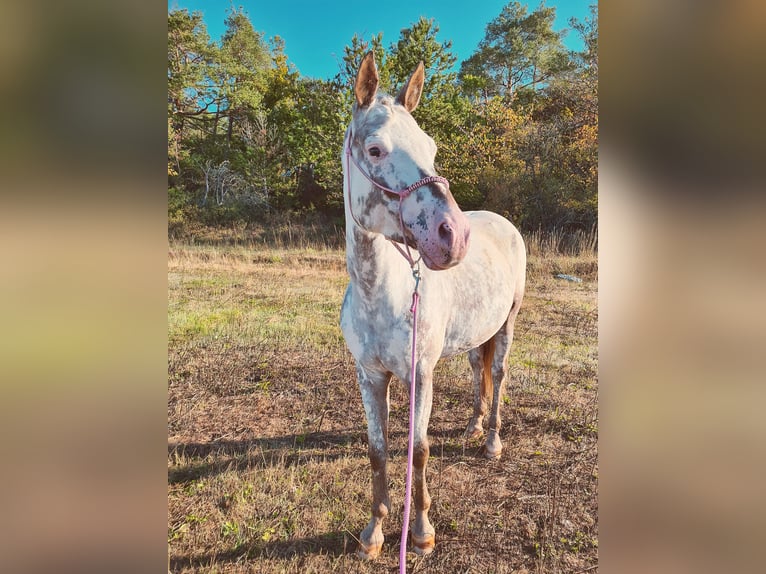 More ponies/small horses Mix Mare 9 years 14,2 hh Roan-Red in Zellingen