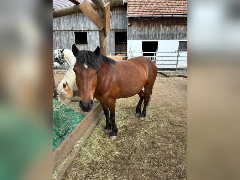 More ponies/small horses Mix Mare 9 years 14 hh Brown in Burgkunstadt