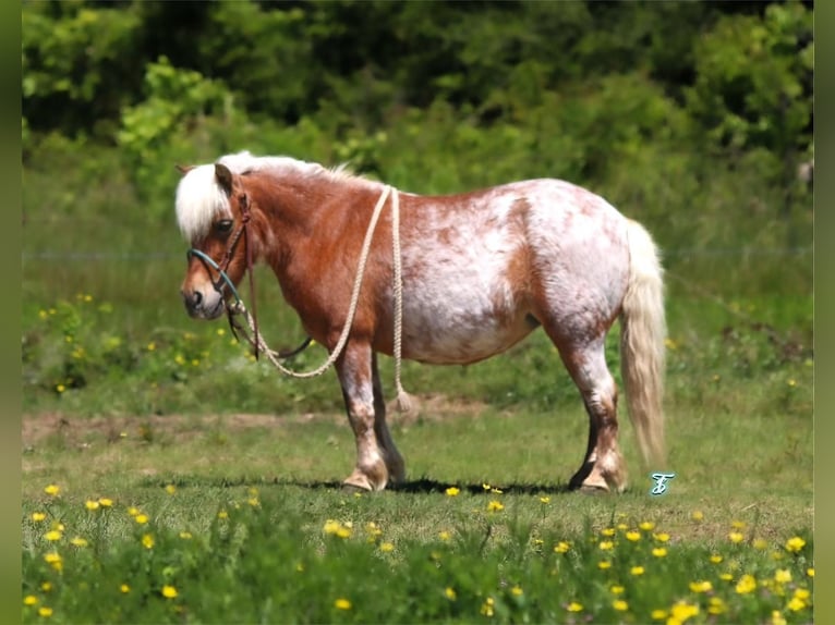 More ponies/small horses Mare 9 years 8,2 hh in Carthage, TX