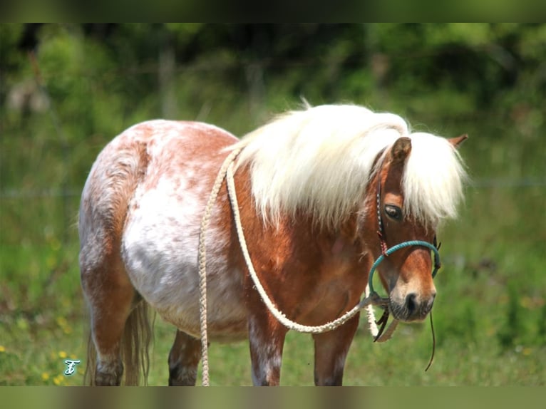 More ponies/small horses Mare 9 years 8,2 hh in Carthage, TX