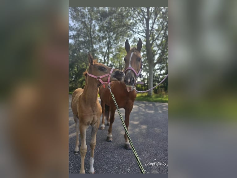 More ponies/small horses Mix Mare Foal (07/2024) 11 hh Chestnut in Goes