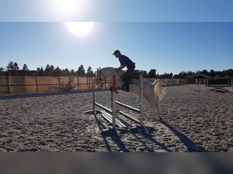 More ponies/small horses Stallion 10 years 14,1 hh Cremello in Visz