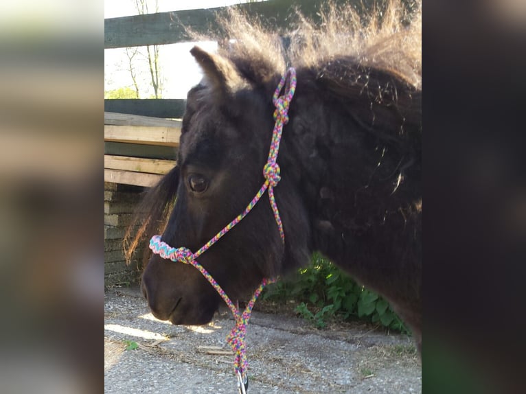 More ponies/small horses Stallion 10 years 7,3 hh Black in Almere