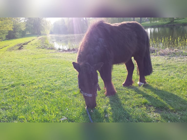 More ponies/small horses Stallion 10 years 7,3 hh Black in Almere