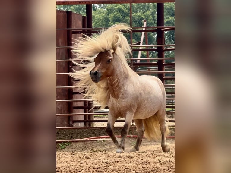 More ponies/small horses Stallion 11 years 8 hh Roan-Red in Dennis, TX