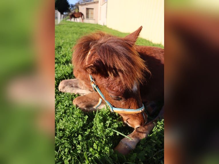 More ponies/small horses Stallion 1 year 12,1 hh in Chaillac