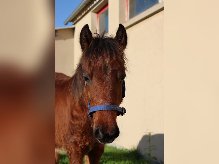 More ponies/small horses Stallion 1 year 12,1 hh in Chaillac