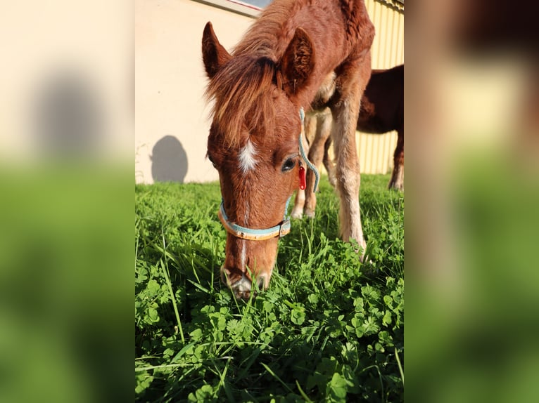 More ponies/small horses Stallion 1 year 12,1 hh in Chaillac