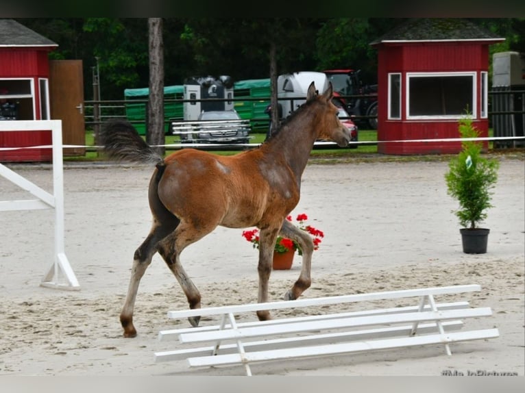 More ponies/small horses Stallion 1 year 14,1 hh Gray-Dapple in Salzwedel