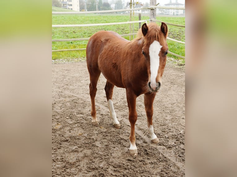 More ponies/small horses Stallion 1 year 14,1 hh in St. Erhard