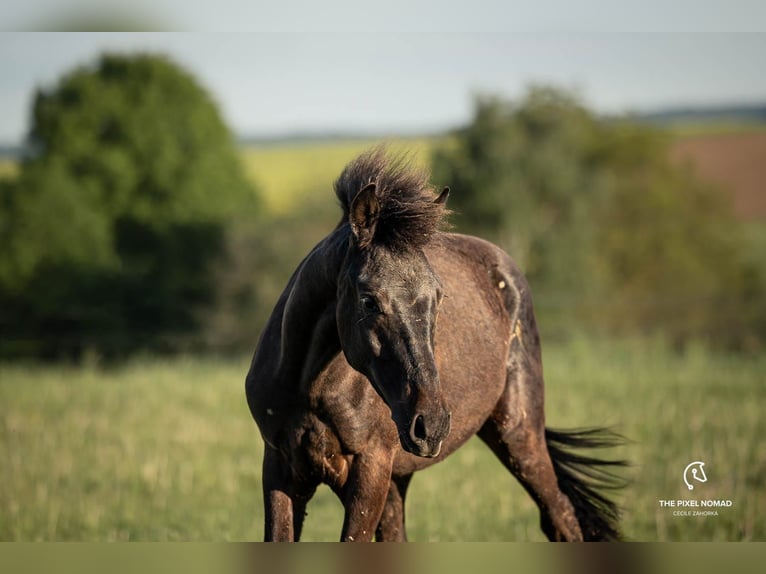 More ponies/small horses Stallion 1 year 14,2 hh Bay-Dark in Pohlheim