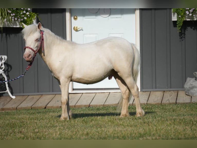 More ponies/small horses Stallion 1 year 8,1 hh Cremello in Fresno