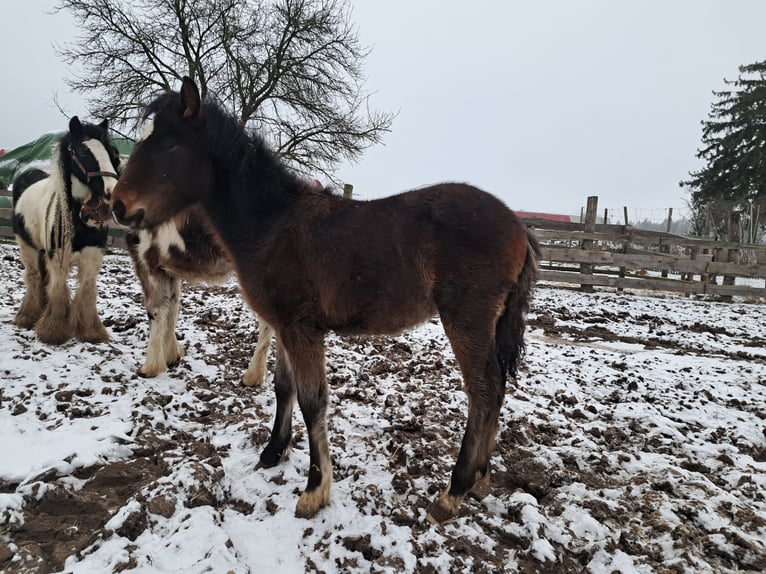 More ponies/small horses Mix Stallion 1 year Brown in Szewno
