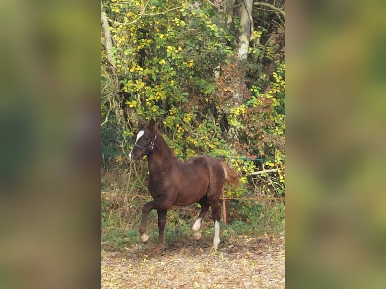More ponies/small horses Mix Stallion 1 year Chestnut in Künzing
