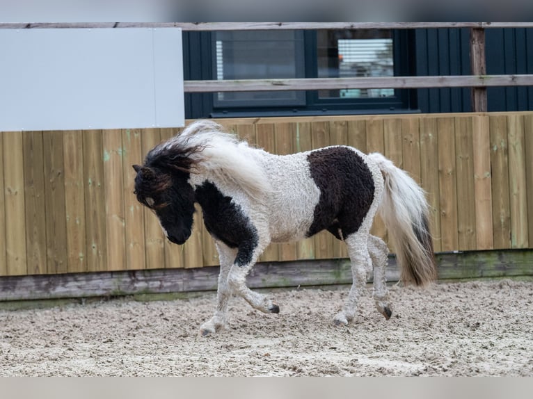 More ponies/small horses Stallion 2 years 10,2 hh Pinto in GROTE-BROGEL