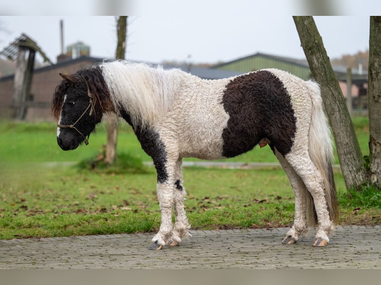 More ponies/small horses Stallion 2 years 10,2 hh Pinto in GROTE-BROGEL